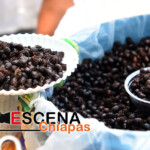 Foto: Samuel G. Decelis